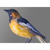 Northern Oriole