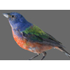 painted bunting