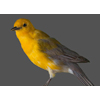 Prothonotary Warbler