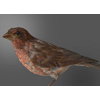 Purple Finch