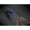 Purple Martin