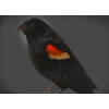 Redwing Blackbird