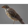 Rose-breasted Grosbeak
