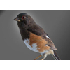 Rufous-sided Towhee