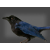 San Blas Jay