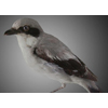 Shrike