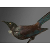  Tui