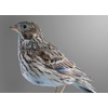 vesper sparrow