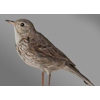 Water Pipit