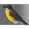 yellow breasted chat