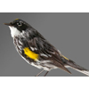 yellow rumpled warbler