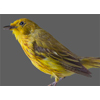 yellow warbler